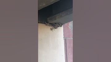 Cliff Swallow Nests