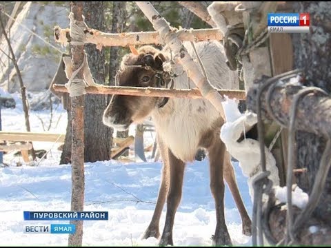 Забор для оленей и от оленей. Зачем таёжным кочевникам возводить изгороди?