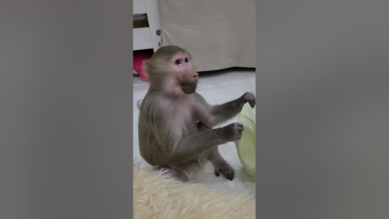 Гамадрилки и их игры 🤭 - YouTube