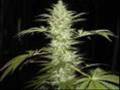 Miniature de la vidéo de la chanson Smoke Rasta Dub