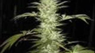 Slightly stoopid -Smoke Rasta