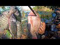 Wild Tilapia Catch N’ Cook With Homemade Speargun