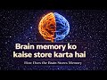 Brain Memory Ko Kaise Store Karta Hai || How the Brain Stores Memory?
