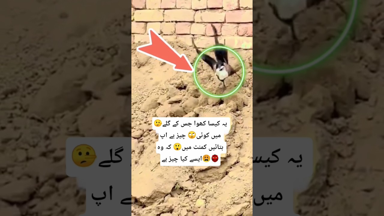 Strange creatures 🤔 in the sky in Saudi Arabia 