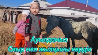 Ауылдамыз ! Сиыр  жылқы, мысық, ит пен ойладық! Влог / ауылский влог /  #рек