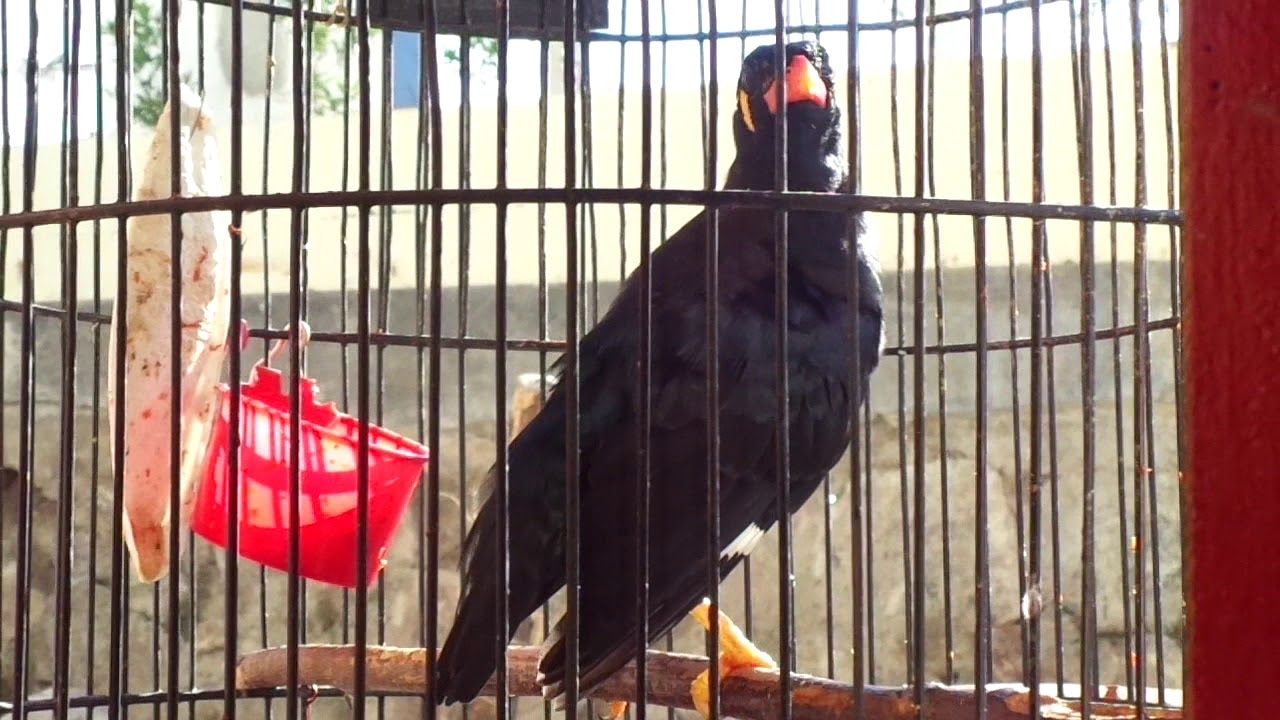 Cara Membedakan Beo Jantan Dan Betina - Terkait Perbedaan