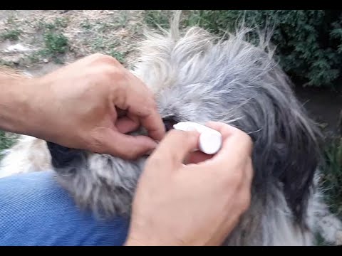 Video: Probleme De Ochi De Câine și Picături De Ochi Pentru Câini