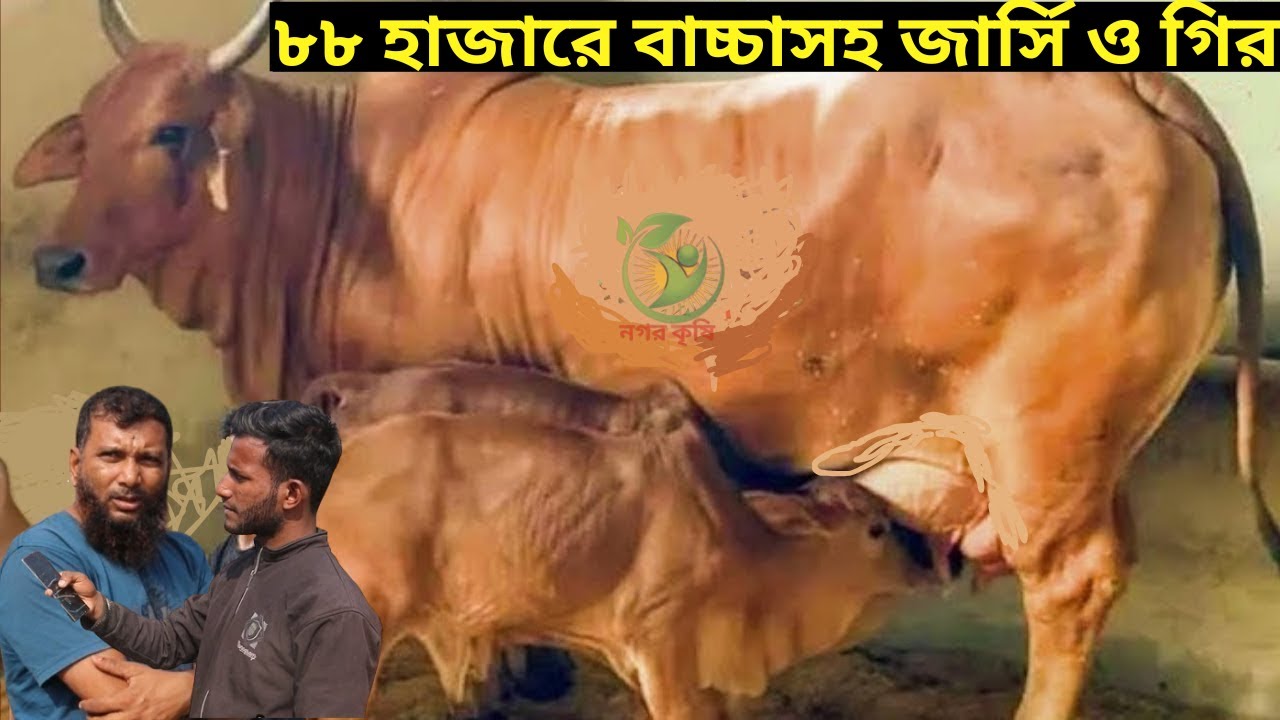৮৮ হাজারে বাচ্চাসহ জার্সি ও গির ! রবিউল ভাইয়ের ছাগলের চেয়েও কম দামে ইন্ডিয়ান বর্ডারক্রস গাভী
