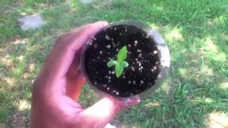 Weed Plants In Greedy Grove