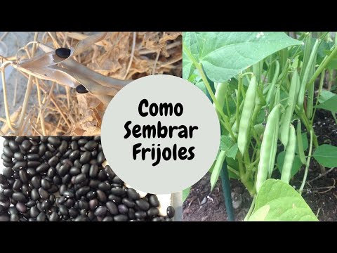 Video: Los 5 mejores frijoles para cultivar y secar: coma de su jardín durante todo el invierno