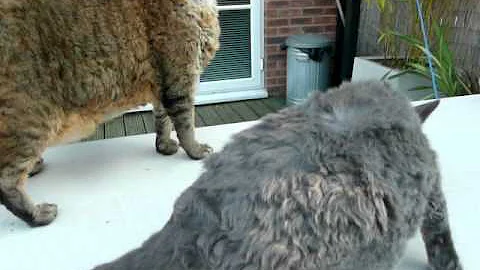 Watch the video about Gary and Jack the Devon Rex cats in the garden !