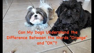 Can My Shih Tzus Understand the Difference Between the Words 'Orange ' & 'OK'? by Zoey The Happy Face 188 views 9 days ago 2 minutes, 5 seconds