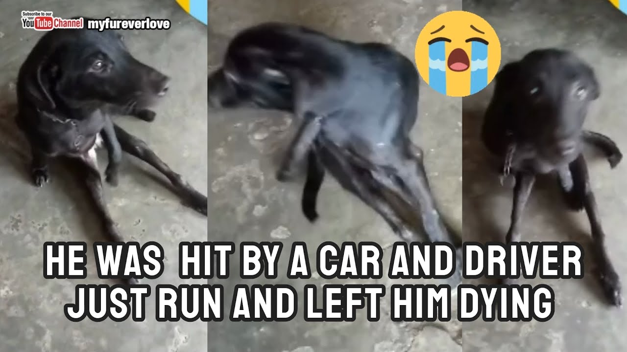 Poor Dog Hit By a Car and Driver Just Abandoned Him (Asong Nasagasaan ...