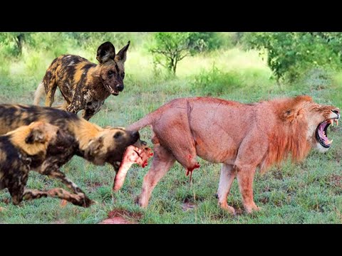 This Is Crazy! Bloodthirsty Wild Dogs Turn The Failed Lion Into A Meal In This Cruel Way