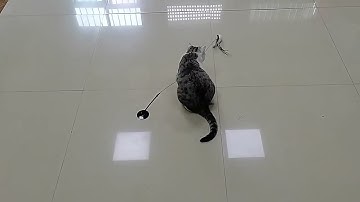Simulation Bird Interactive Cat Toy Funny Feather Bird with Bell Cat Stick Toy for Kitten Playing🤣😂