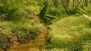 【自然の音】森の中を流れる小さな川 / Nature Sounds - A Small Brook Flowing Through the Forest