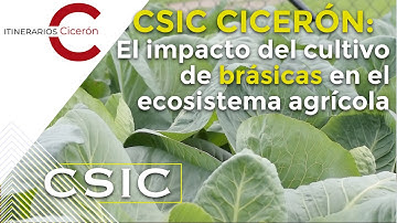 CSIC Cicerón 5.2 El impacto del cultivo de brásicas en el ecosistema agrícola