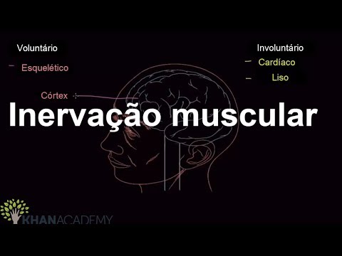 Vídeo: Rim: Função E Anatomia, Diagrama, Condições E Dicas De Saúde