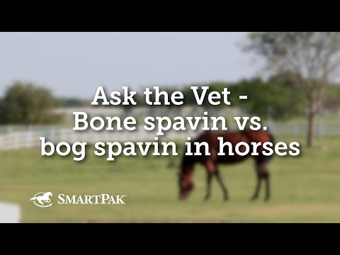 Video: Čo je spavin u koní?