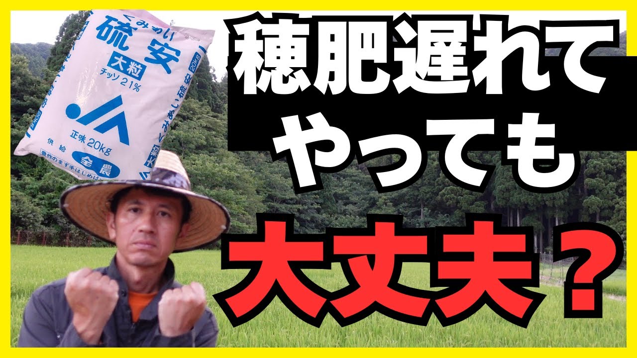 「しまった！穂肥が遅れた…」その穂肥、あげるべき？やめるべき？プロが教える判断基準