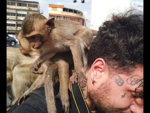 Video: Festa Annuale Per Le Scimmie In Thailandia - Matador Network