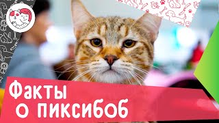 7 интересных фактов о кошке породы пиксибоб