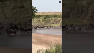 The Greatest Safari Migration I'm The World
