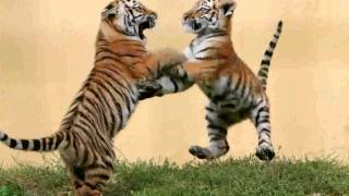Cute Tiger Cub -  pictures