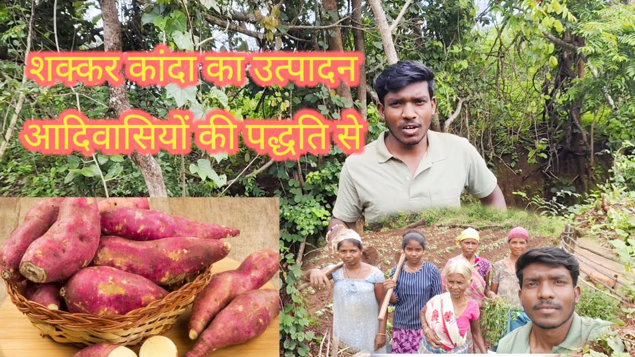 👉शक्कर कंद की खेती आदिवासियों की पद्धति से कैसे की जाती है ♥️@ilg adda 17/08/2025