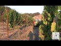 2013 Sparkling Wine Harvest at Gloria Ferrer Winery - Wine Oh TV