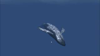 Unity 3D whale animation demo