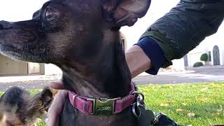 Kiko Villanova Paco 1St Time Paco Sat On The Grass, Usually He Feels Vulnerable In Grassy Area Vid