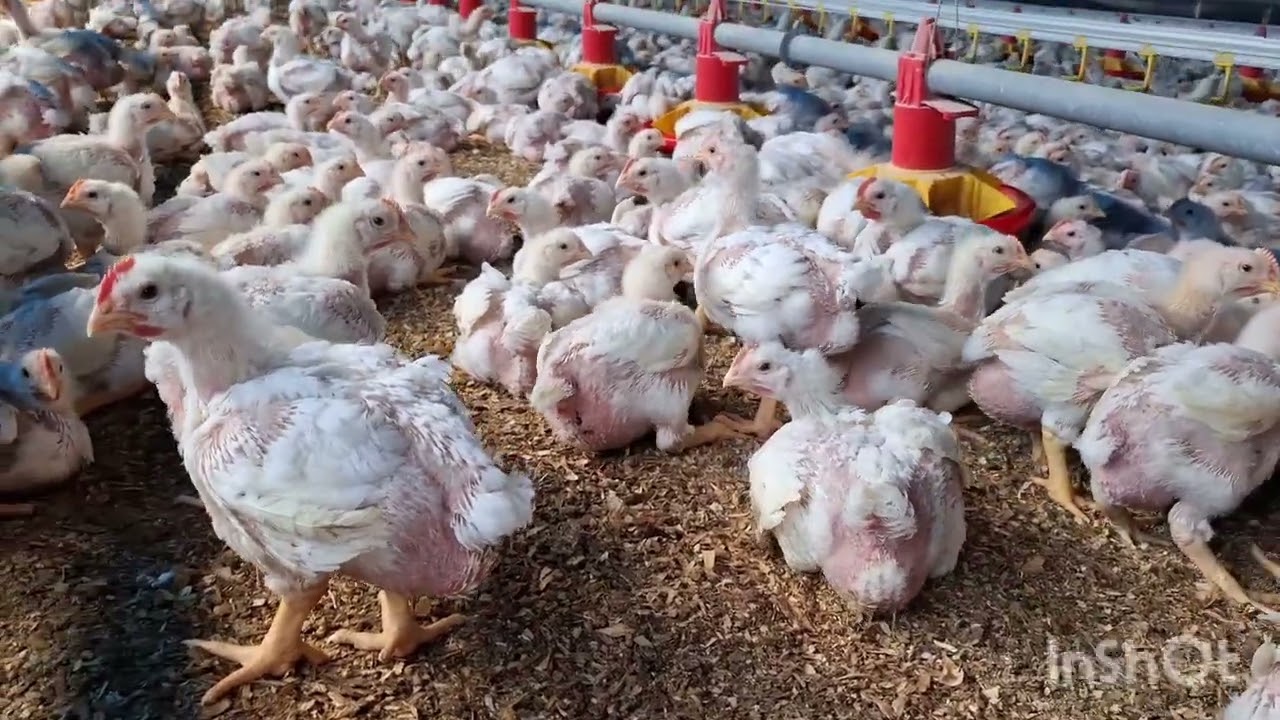 Lote quase pronto para o abate