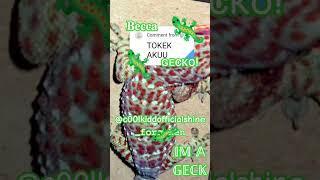 IM A GECK TOO