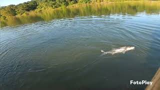 2026 Feather river striper fishing