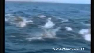 The Great Deep Ocean .wmv