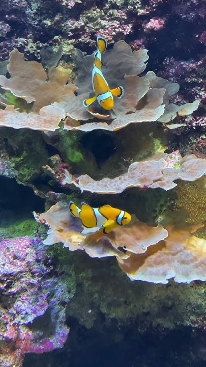 РЫБКА НЕМО АКВАРИУМ NEMO FISH AQUARIUM #shorts #aquarium #nemo # ...