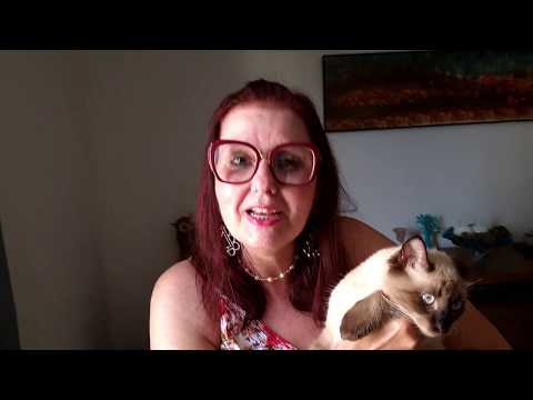 Vídeo: Como Eliminar O Odor De Gato