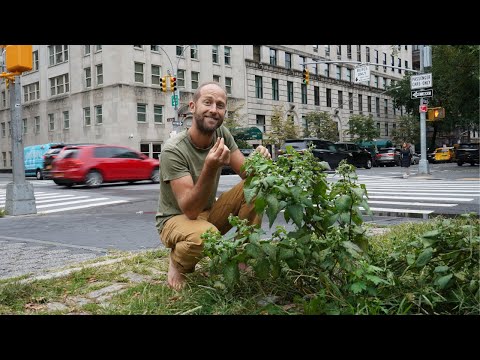 Vídeo: Rudbeckia. Crescendo de Sementes - Missão Possível