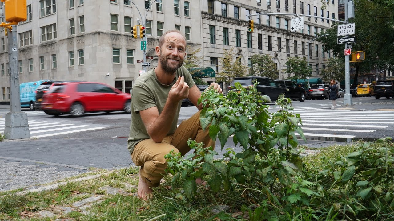 Foraging 100% of My Food For a Month - Learn 40+ of the Plants I Ate!