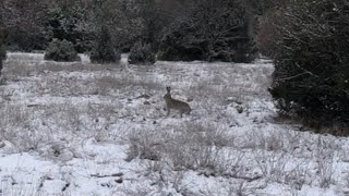 Karda Kopayla Tavşan Avı