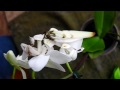 Four Mantis Species