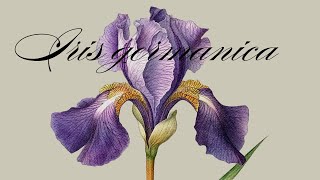 Celebrity FEBRUARY SYMBOLS  - IRIS SYMBOLISM AND MEANING #history #symbols Net Worth