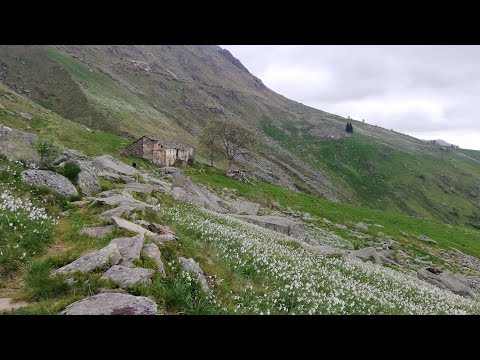 Video: Come Arrivare Alla Valle Dei Narcisi