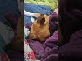 deep sleeping dog and a cat on top #lol #shorts #funny #cute