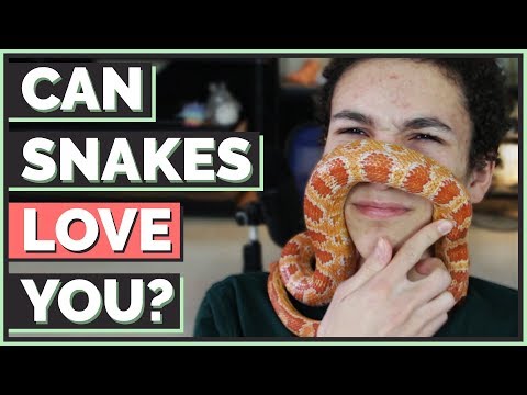 Can snakes love their owners?