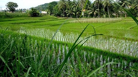 SUASANA ALAM PERSAWAHAN DI PAGI HARI || KEINDAHAN ALAM INDONESIA YANG INDAH