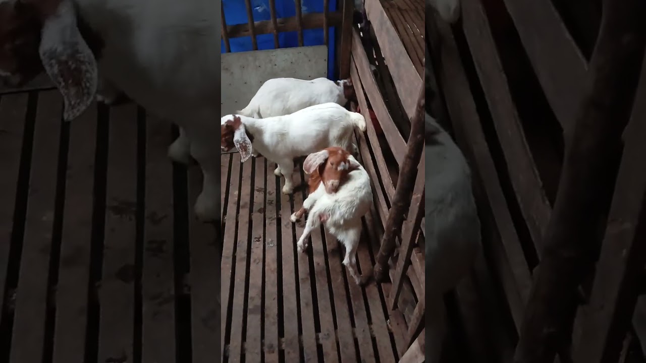 Tập tách dê con cai sữa dần dần