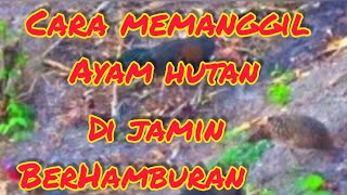 Cara memanggil ayam hutan  biar berhamburan datang