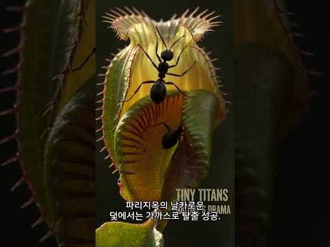 개미 vs 식충식물 3종, 과연 탈출 가능할까? 🐜🌿